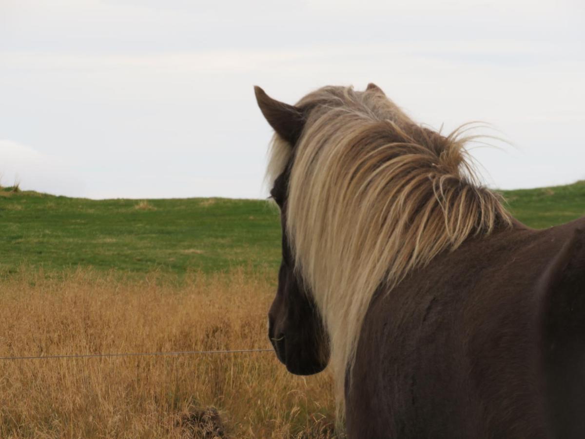 Husey Hostel & Horsefarm Έγκιλσταδιρ Εξωτερικό φωτογραφία